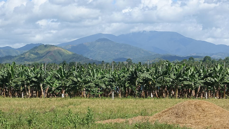 Eine Landschaftsaufnahme mit einer Bananenplantage auf Mindanao
