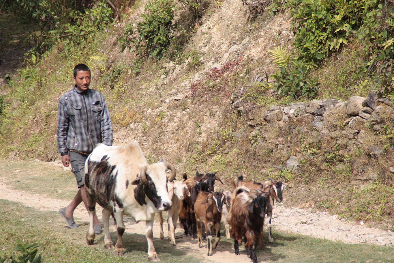 Ein Mann treibt eine Kuh und einige Ziegen vor sich her