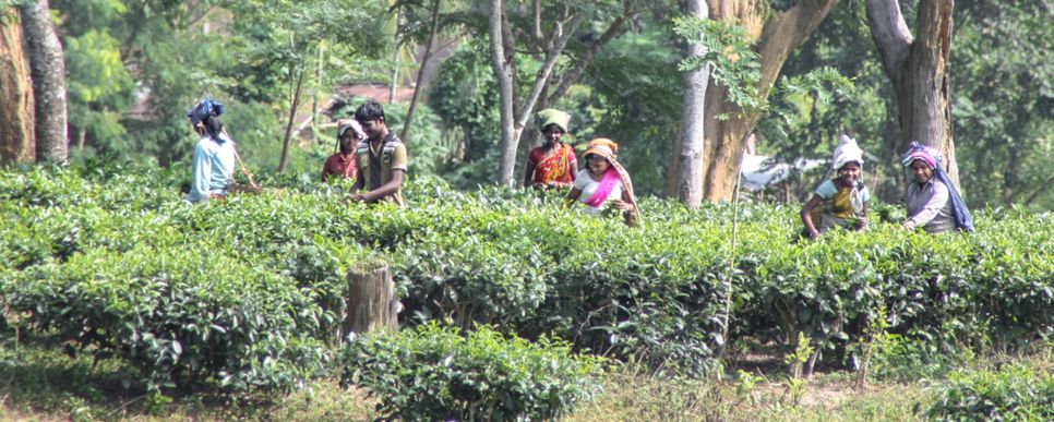 Einige Frauen und Männer aus Indien stehen in einem Feld in dem Tee angebaut wird und pflücken diesen.