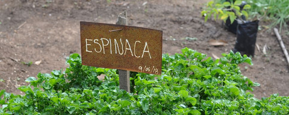Ein Feld voller Spinat mit einem Schild auf dem Espinaca steht