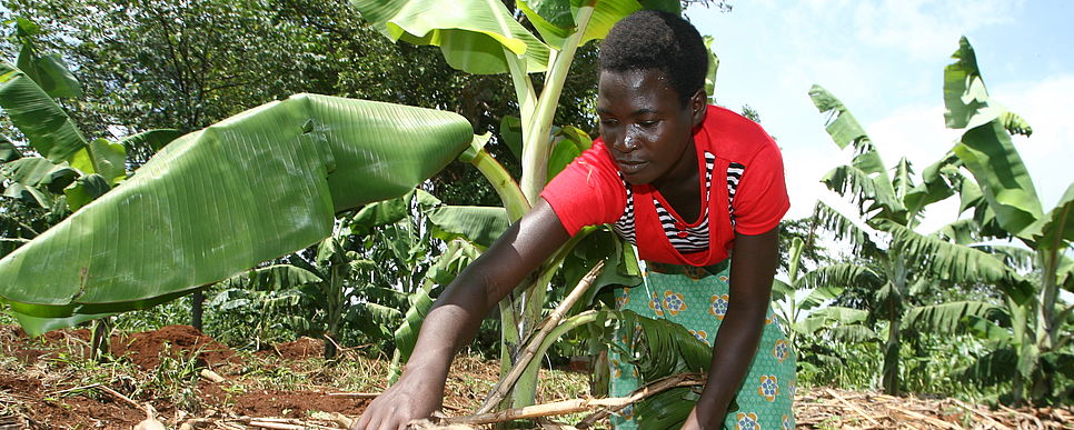 Ugandische Frau arbeitet im Bananenfeld.