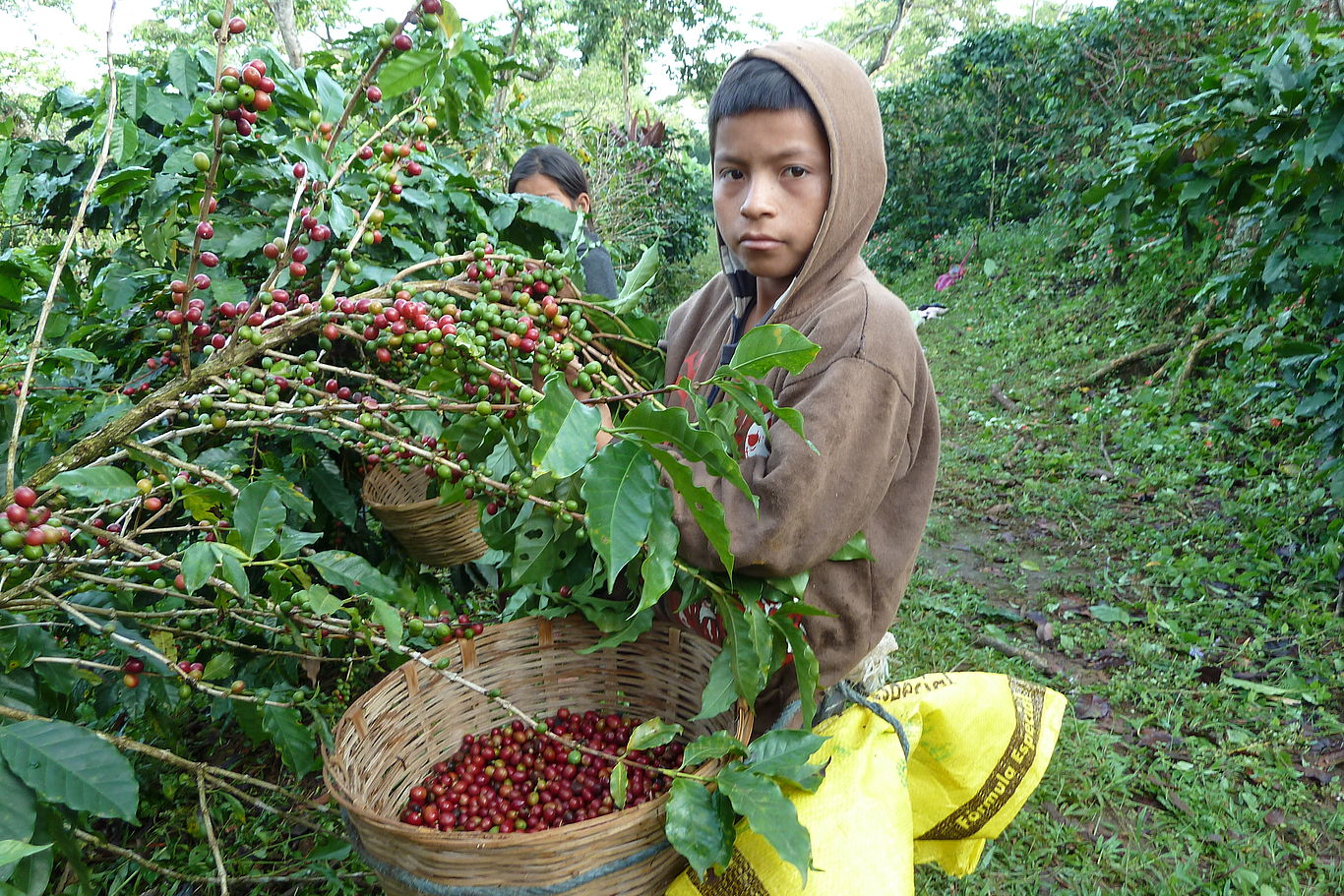 Harte Arbeit auf Kaffeeplantagen verhindert den Schulbesuch. Ein Bub schaut beim Kaffeekirschen-pflücken in die Kamera