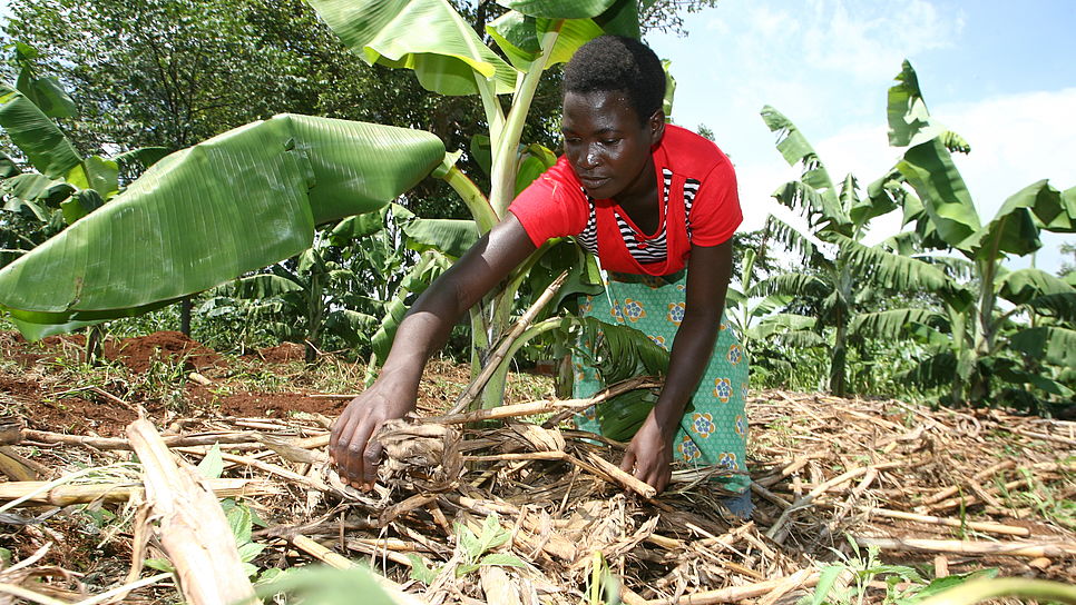Eine Frau arbeitet kniend auf einem Bananenfeld in Uganda