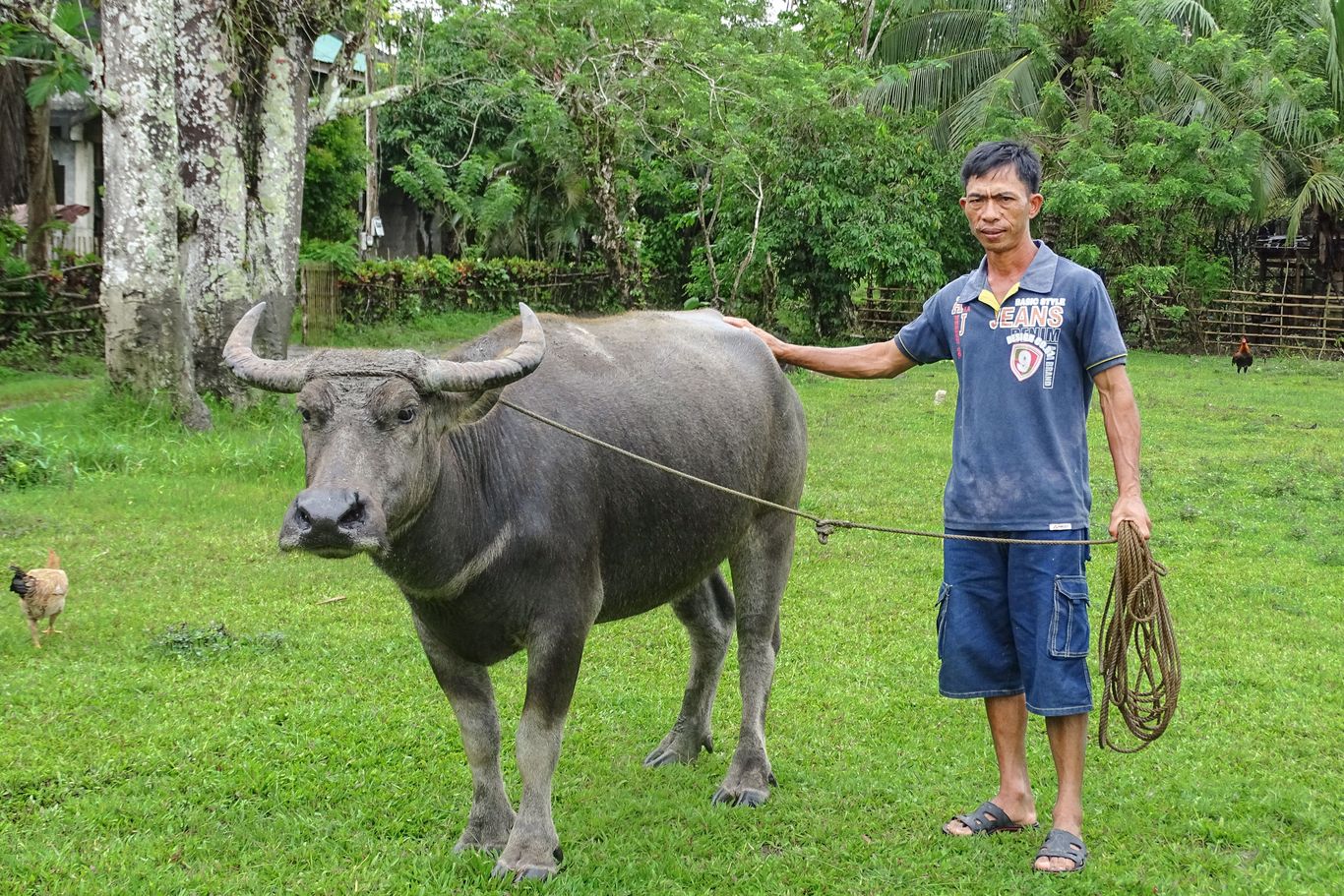 Ein Bauer steht auf einer Wiese mit einem Wasserbüffel an der Leine.