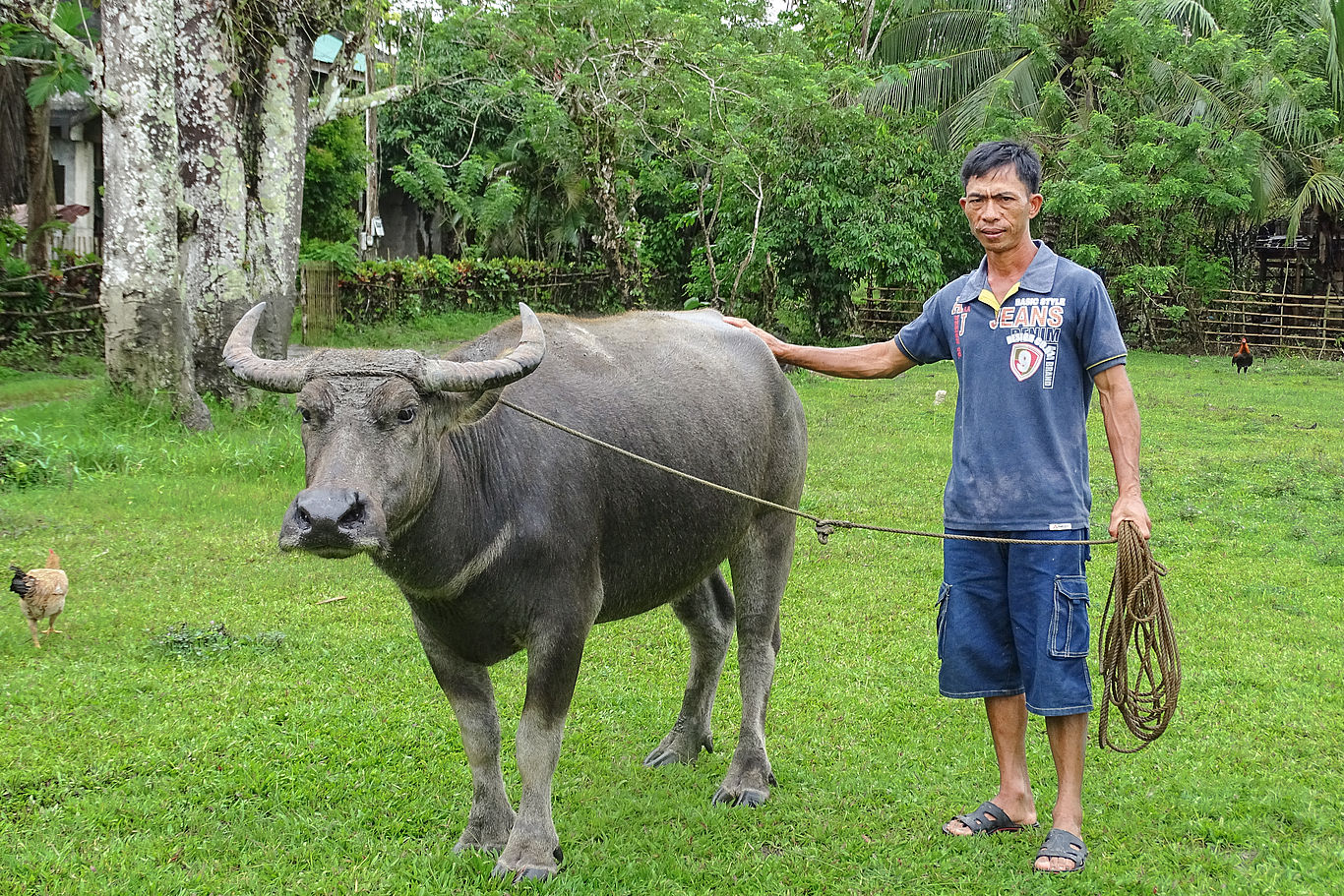 Bauer Pablito hat als Starthilfe von Agro-Eco einen Wasserbüffel erhalten. Ein Bauer steht auf einer Wiese mit einem Wasserbüffel an der Leine.