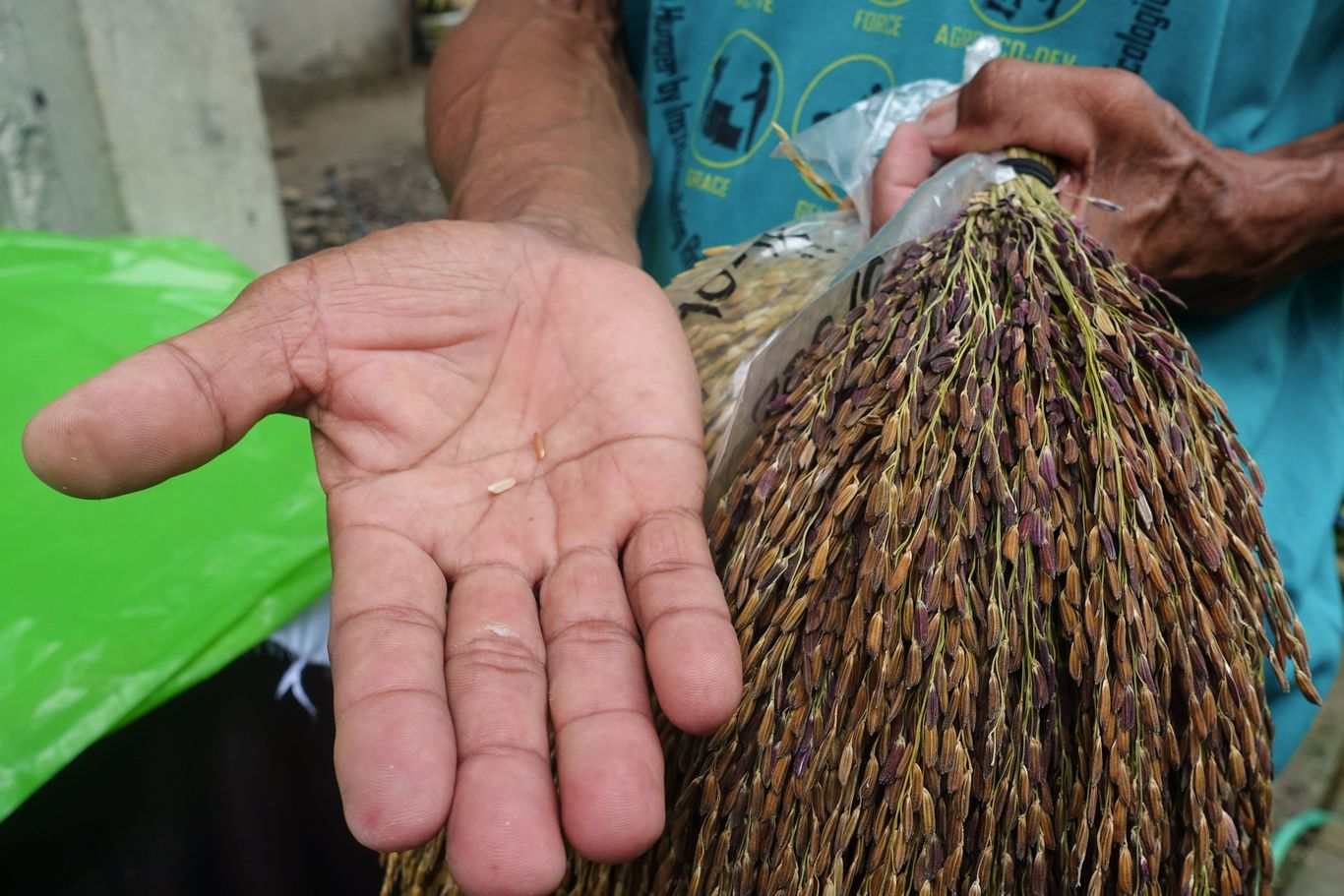 auf einer offenen Hand werden Reiskörner gezeigt und in der zweiten Hand wird ein Bund der Reispflanze gehalten