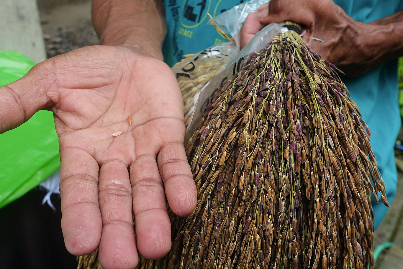 Reis ist das wichtigste Grundnahrungsmittel auf den Philippinen. Foto: Holzner Reispflanze und Reiskörner