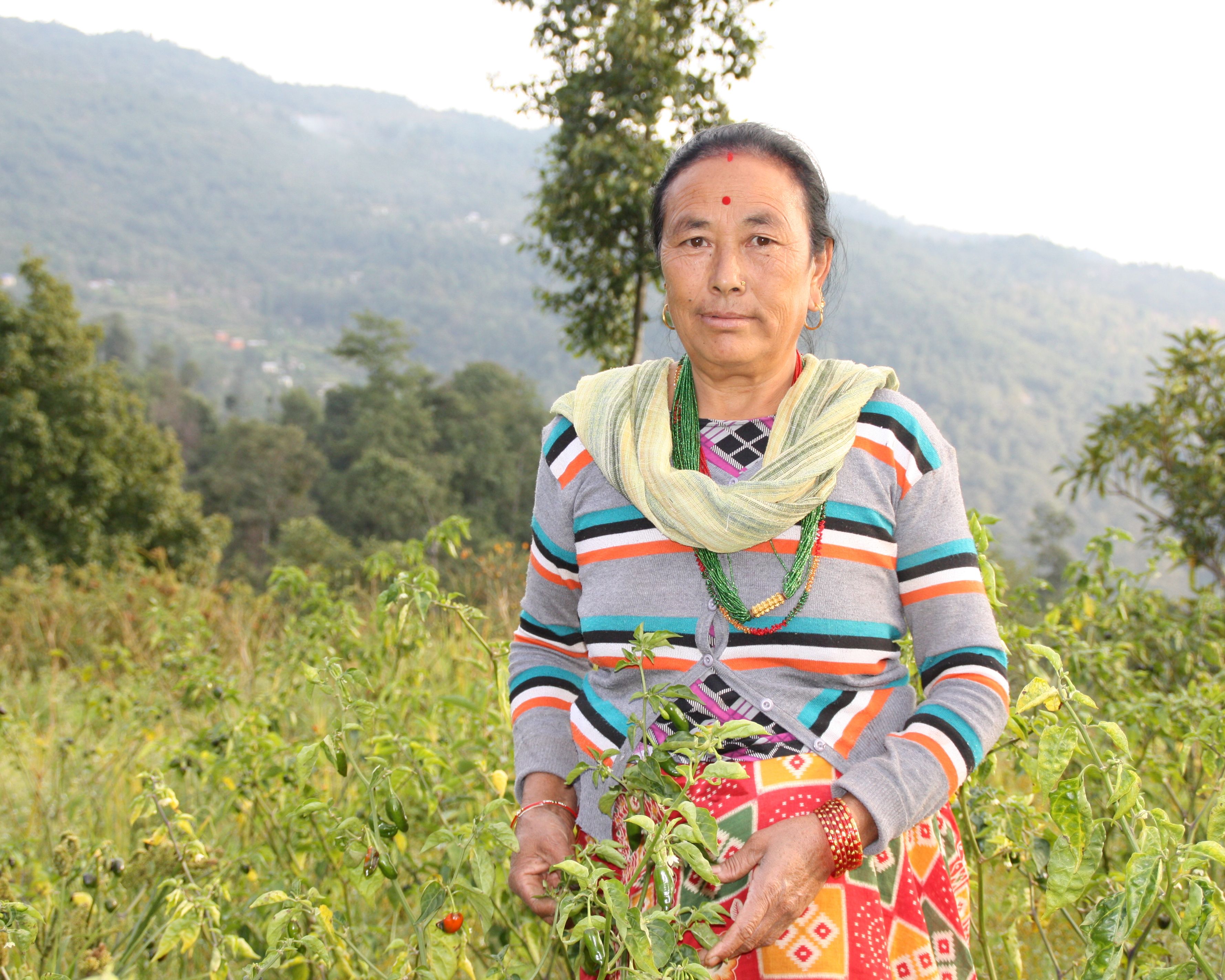 Bäuerin in Nepal auf ihrem Chili-Feld