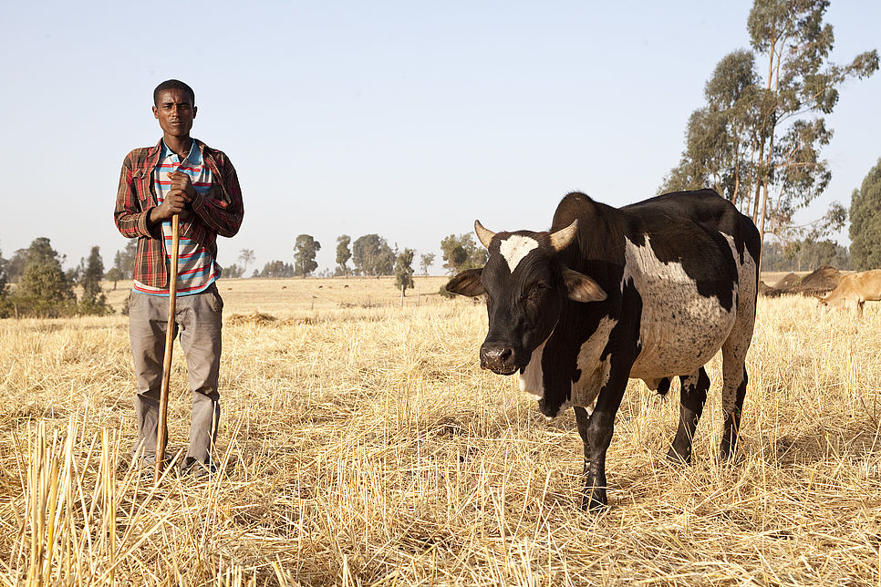 Ein Mann steht neben einer Kuh auf einem vertrockneten Feld