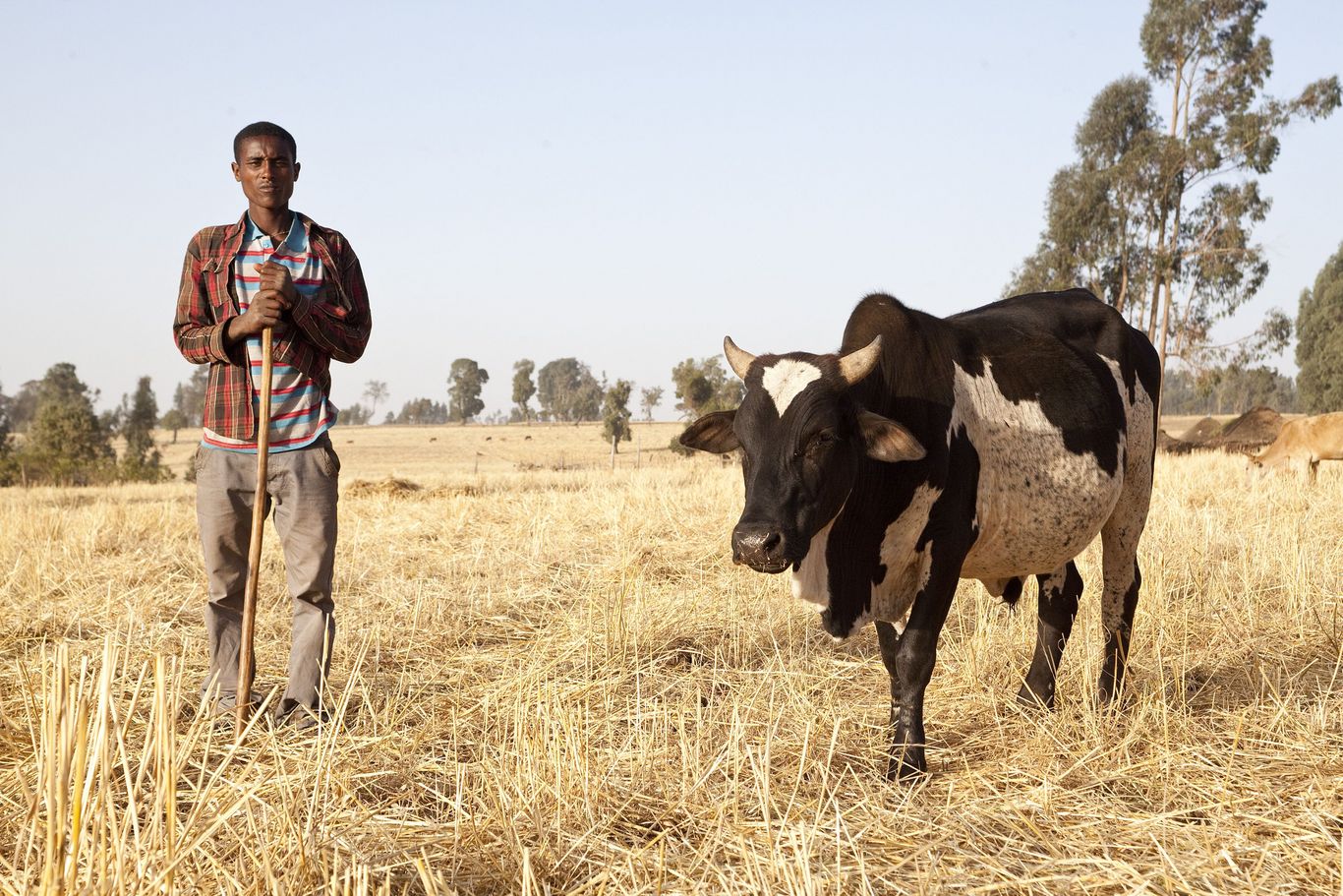 eine trockene Graslandschaft auf der ein Mann mit einem Stock neben einer schwarz-weiß gefleckten Kuh steht