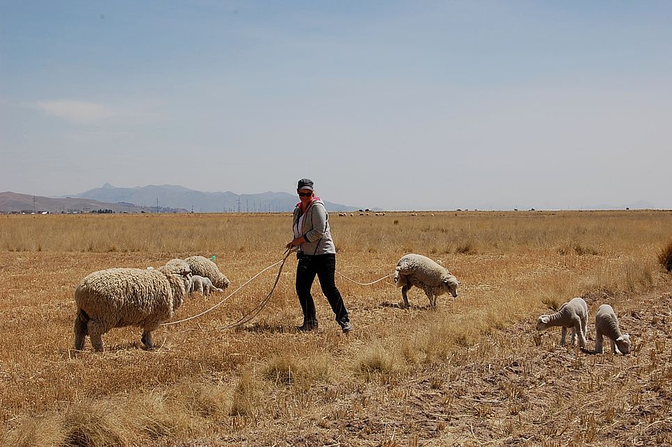 LernEinsatz Teilnehmerin steht auf einem riesigen Feld mit Schafen und hält drei an der Leine.