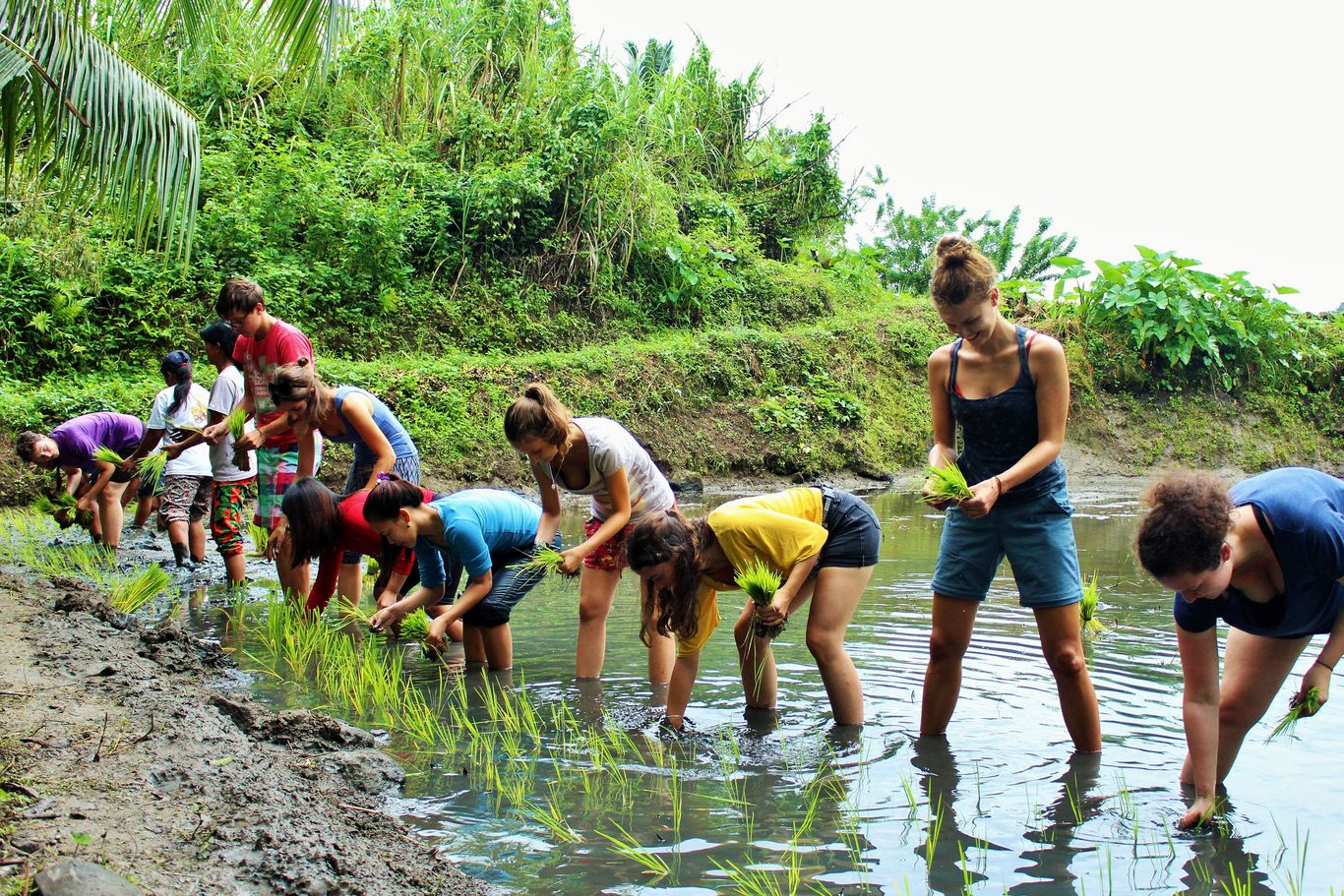 LernEinsatz Gruppe setzt Reis auf den Philippinen. 