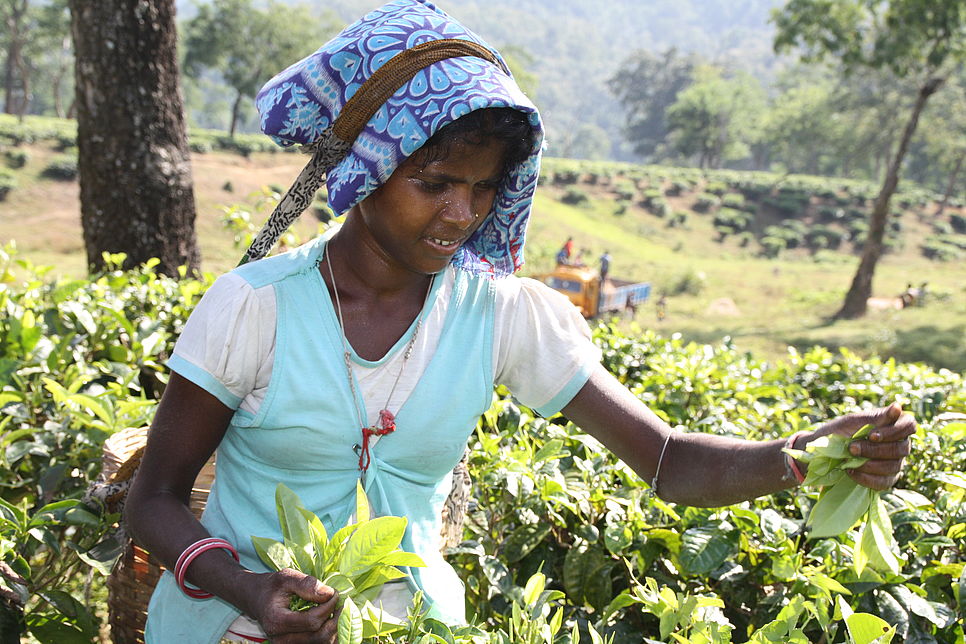 Ein Mädchen pflückt Tee auf einer Plantage bei Darjeeling.