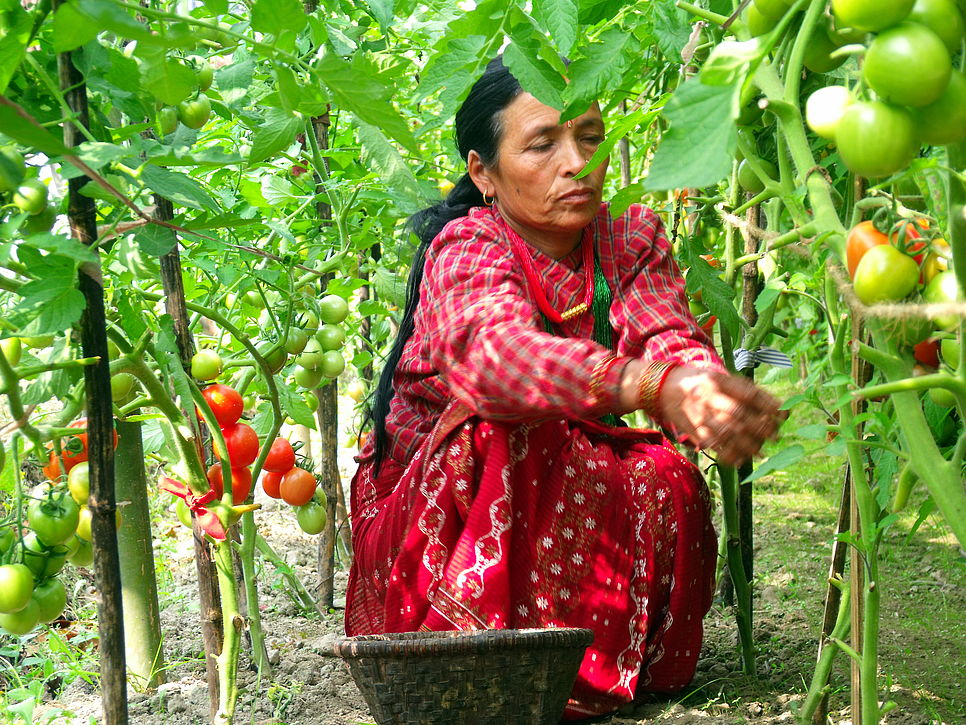 Eine Frau pflückt Tomaten.