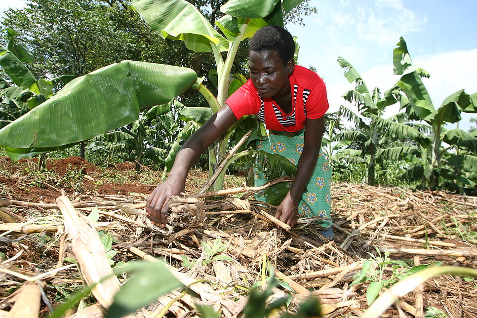 Eine Frau arbeitet auf einem Bananenstaudenfeld