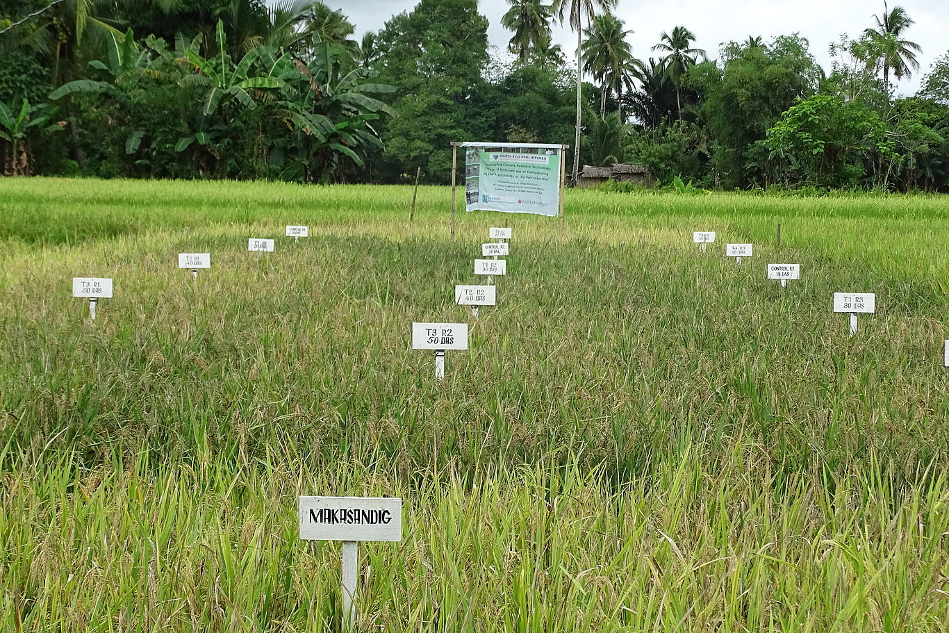 Agro-Eco und Universitäten entwickeln zusammen neues Saatgut. Eine Landschaftsaufnahme mit Palmen und davor ein Reisfeld mit Schildern für verschiedene Reissorten.