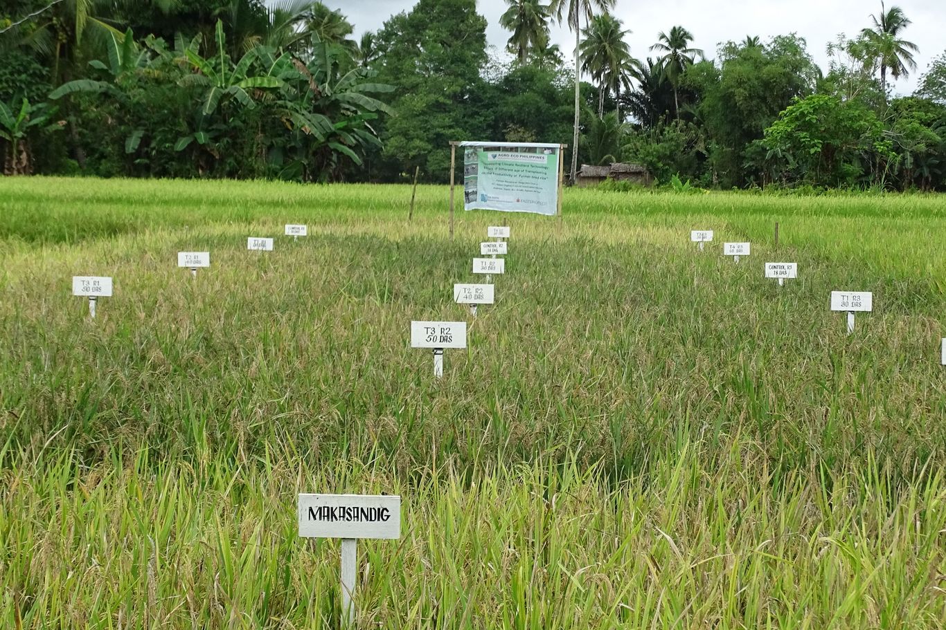 Eine Landschaftsaufnahme mit Palmen und davor ein Reisfeld mit Schildern für verschiedene Reissorten.
