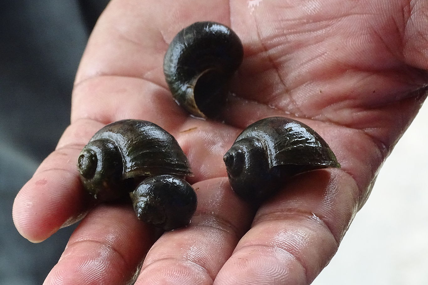 Statt Chemie werden biologische Dünger z.B. aus Schnecken verwendet. Foto: Bauer Schneckenhäuser auf einer Hand