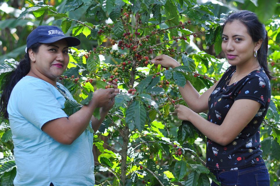 Zwei Frauen aus El Salvador stehen links und rechts von einer Kaffeepflanze und ergreifen sie mit den Händen.